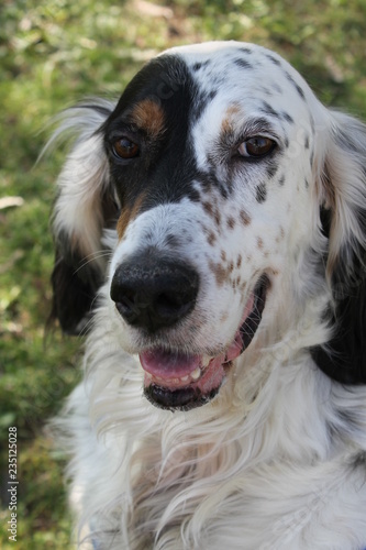 Obraz na płótnie A setter's smile