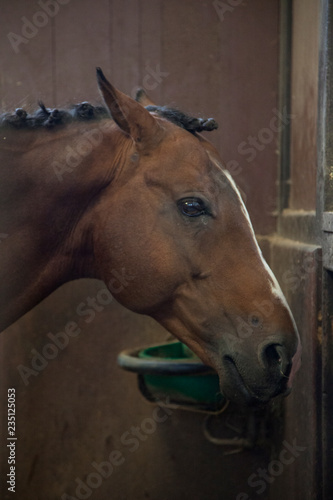 Portrait of a horse in his stable