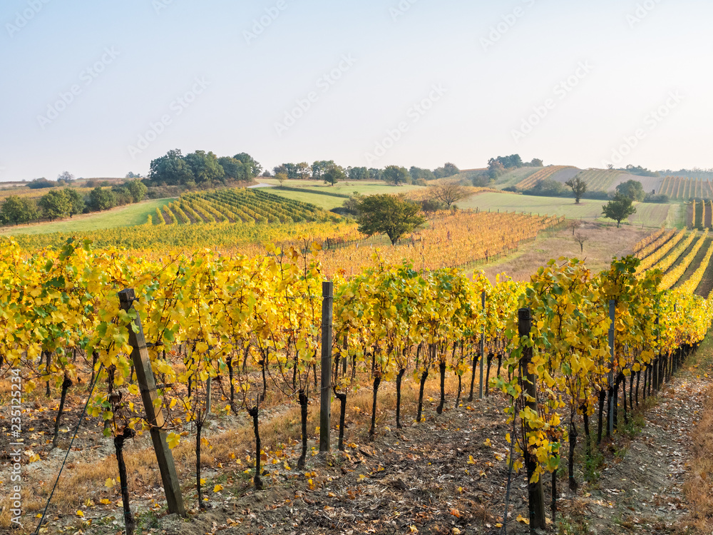 Autumn vineyards near Oggau in Burgenland Austria