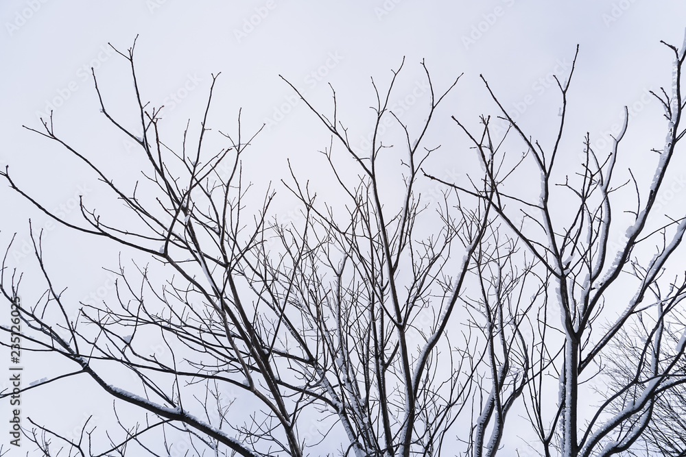 Branches is full of snow Branches is full of snow