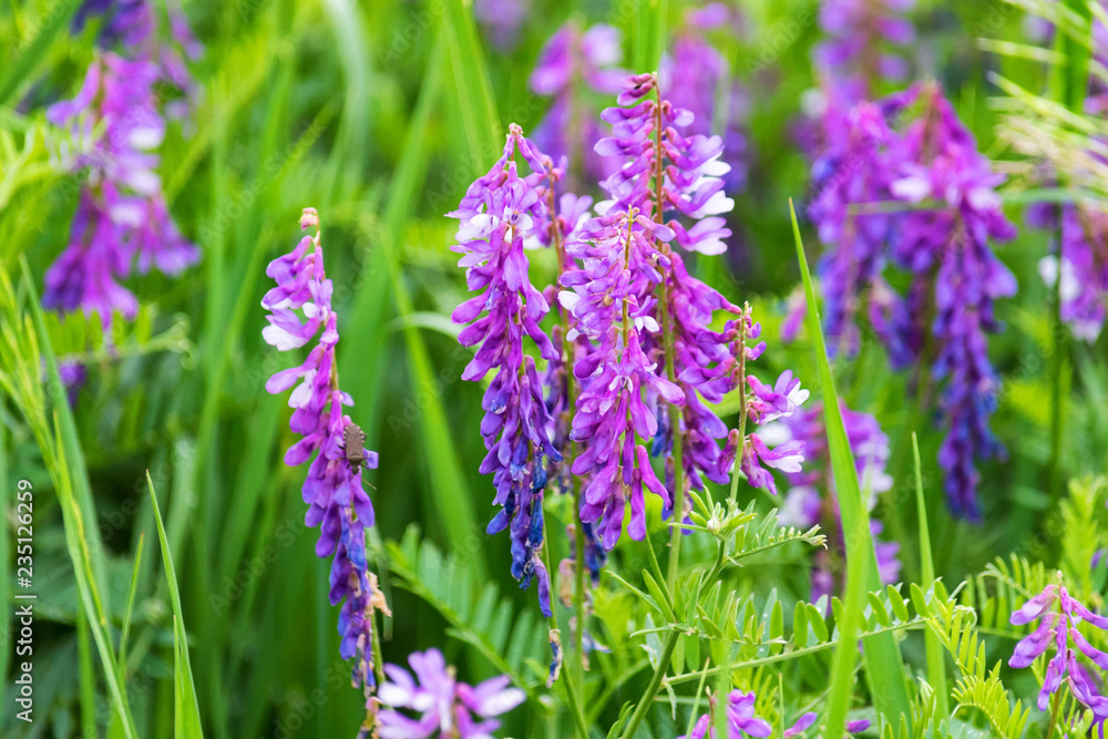 Obraz premium Beautiful blossoming Vicia tenuifolia in green grass
