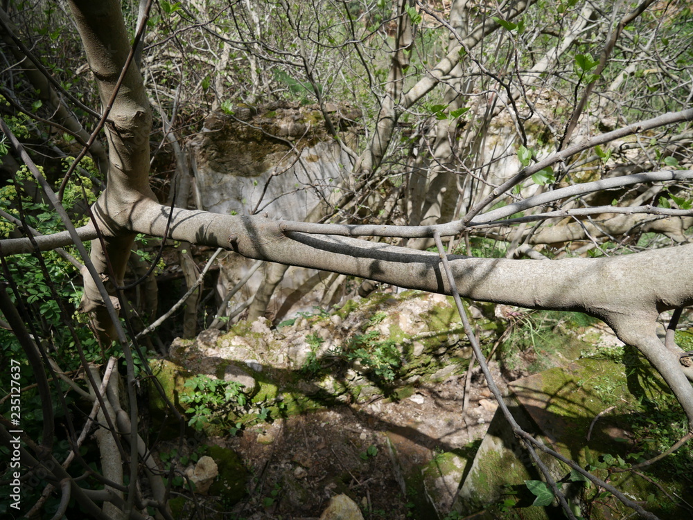 Fototapeta premium Old wall of a building decaying and overgrown in the woods