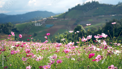 Landscape nature background of cosmos flower.
