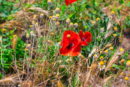Fototapeta Naklejka Na Ścianę i Meble -  red wild poppy flowers blooming in summer