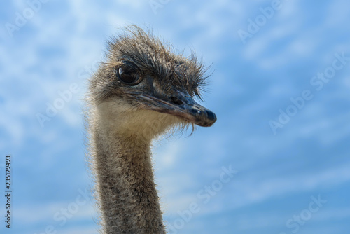Cute ostrich with brown big eyes against the blue sky.
