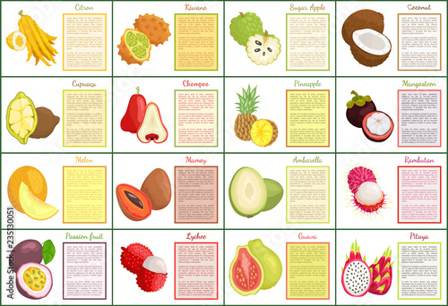 Citron and Bael Papaya Melon Posters Set Vector