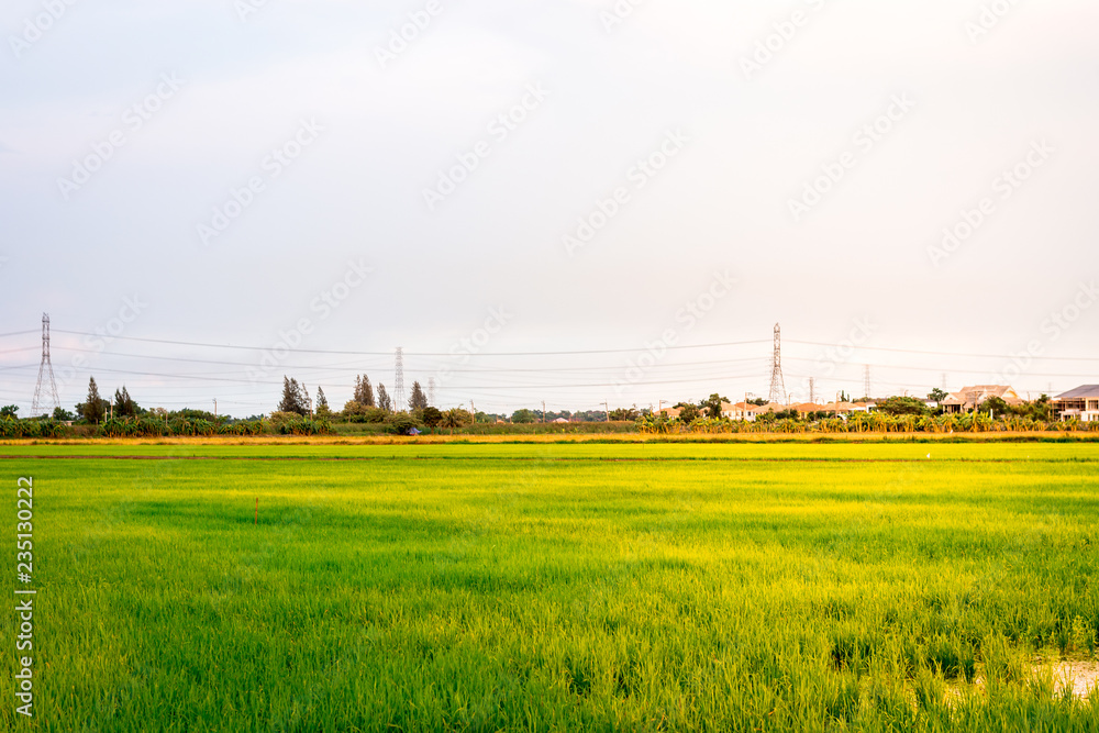 Beautiful landscape of rice paddy field with yellow sunlight and high voltage tower, Bangkok, Thailand Beautiful landscape of rice paddy field with yellow sunlight and high voltage tower, Bangkok, Thailand