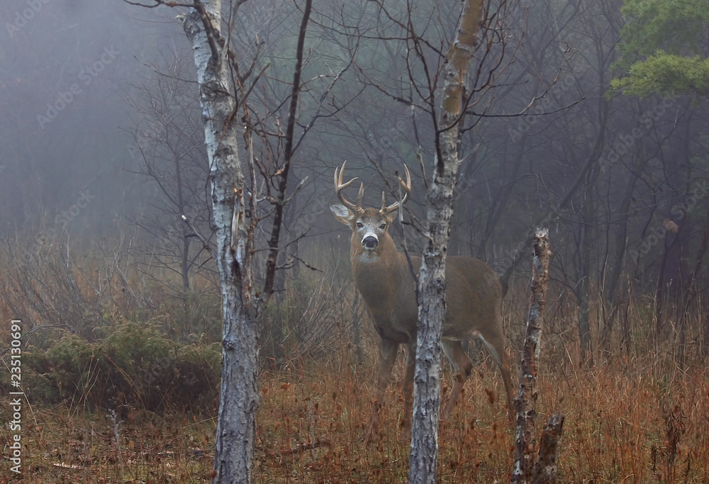 Fototapeta premium White-tailed deer buck with huge neck walking through the foggy woods during the rut in autumn near Ottawa, Canada