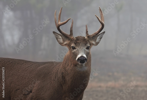 White-tailed deer buck closeup with huge neck walking through the foggy woods during the rut in autumn in Canada