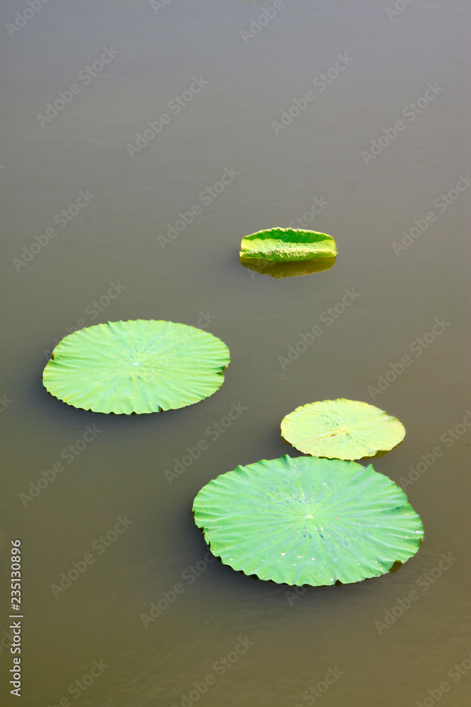 lotus leaves on the surface of water lotus leaves on the surface of water