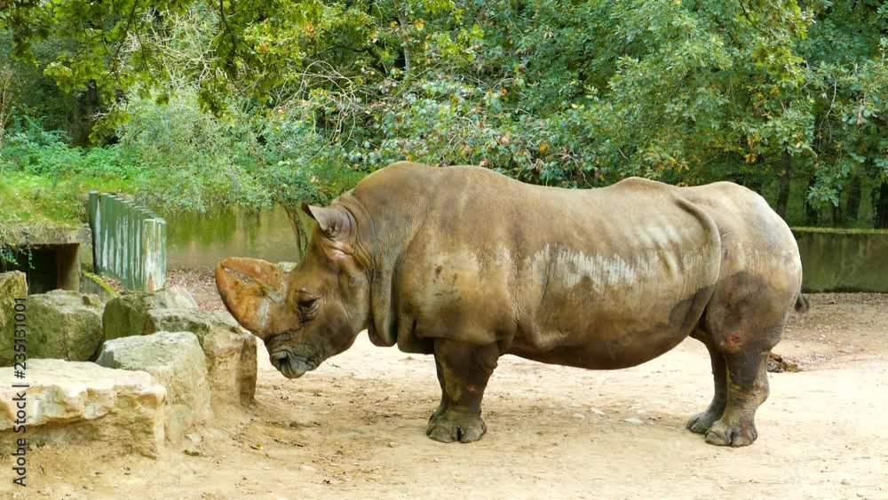 White Rhinoceros Adult Lone Resting in Swaziland White Rhinoceros Adult Lone Resting in Swaziland