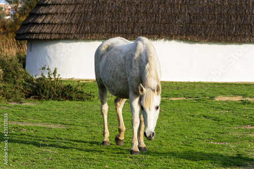 Fototapeta Naklejka Na Ścianę i Meble -  Cheval camarguais
