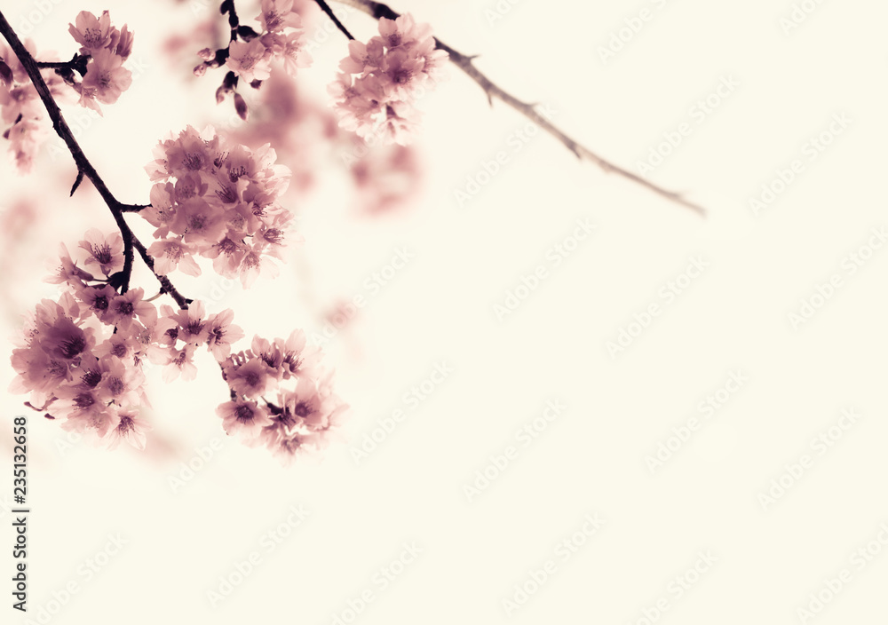 Soft focus Cherry Blossom or Sakura flower on nature background Soft focus Cherry Blossom or Sakura flower on nature background
