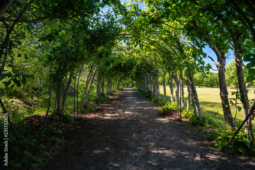 Fototapeta Naklejka Na Ścianę i Meble -  Walking path through green bush arches