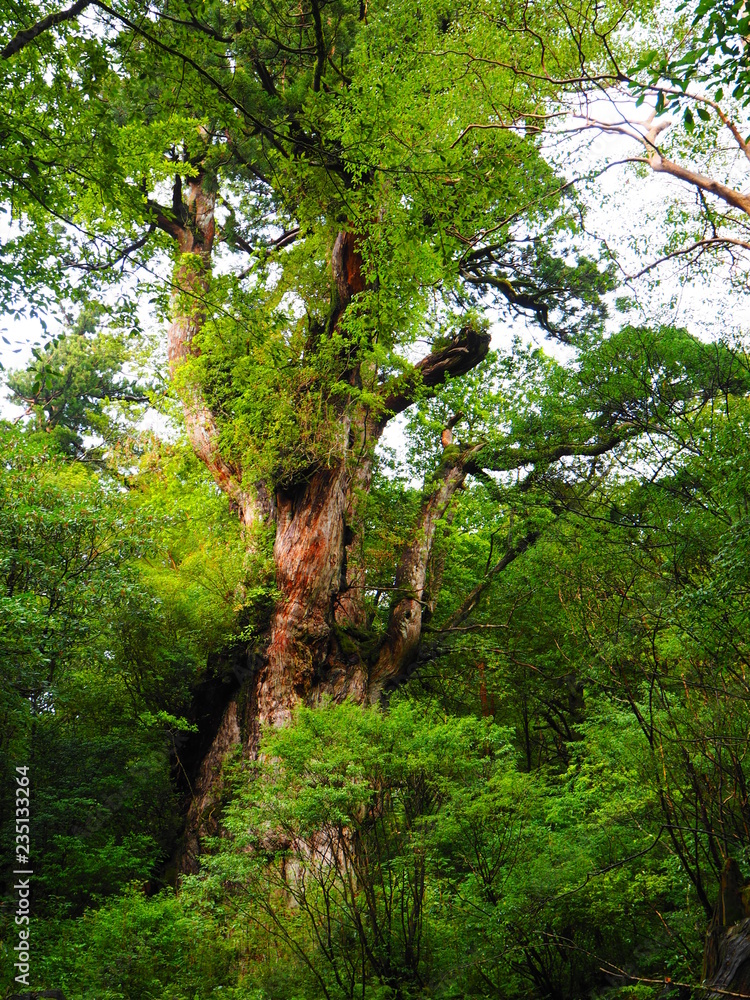 Fototapeta premium YAKUSHIMA