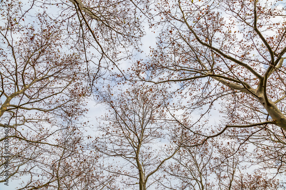 Tree Branches From Below, in Early Winter Tree Branches From Below, in Early Winter