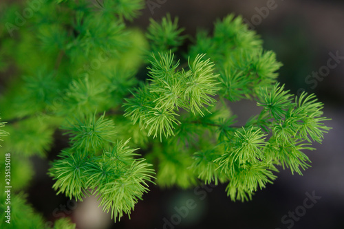 Green decoration branch of tree