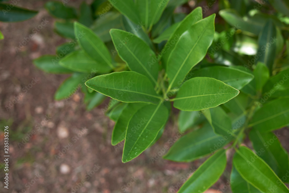 Pimenta dioica Pimenta dioica