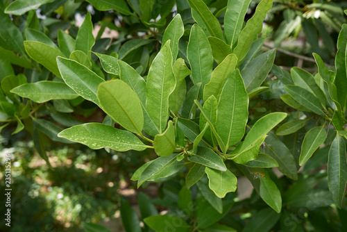 Wallpaper Mural Pimenta dioica Torontodigital.ca