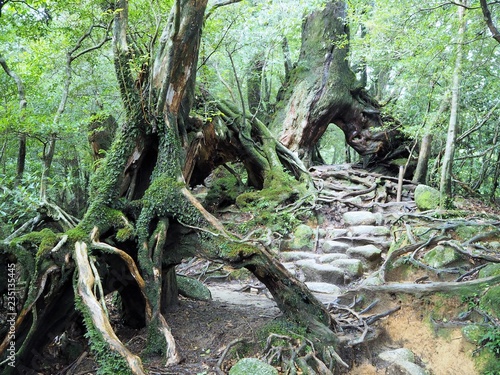 Foto YAKUSHIMA