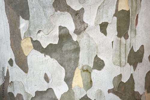 Platanus x acerifolia bark photo