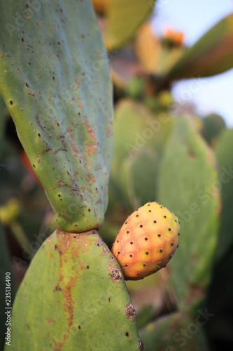 prickly pear