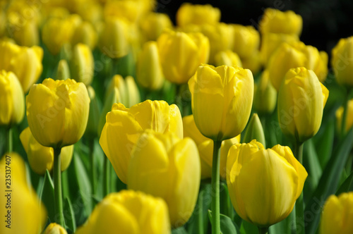 field of yellow tulips