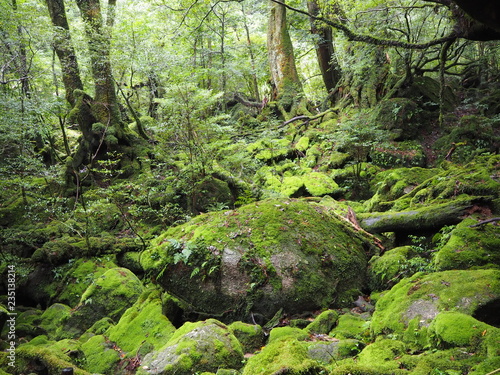 YAKUSHIMA