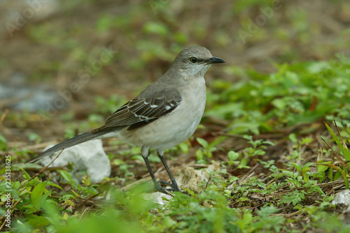 Wallpaper Mural Northern Mockingbird taken in SW Florida Torontodigital.ca