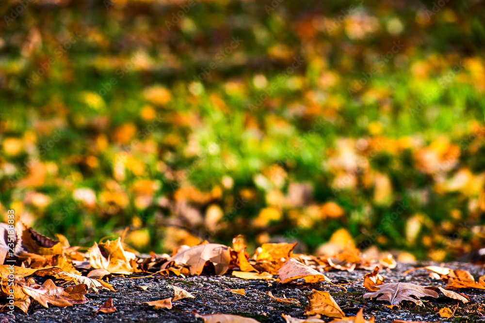 Obraz premium Yellow autumn leaves lying on a stone and green grass