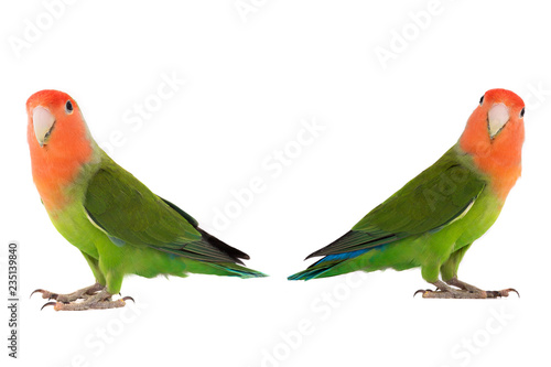 two lovebird on a white