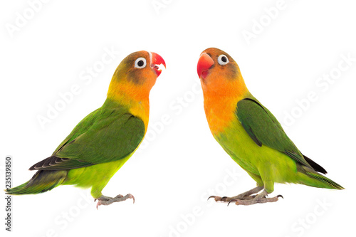  fischeri lovebird parrot