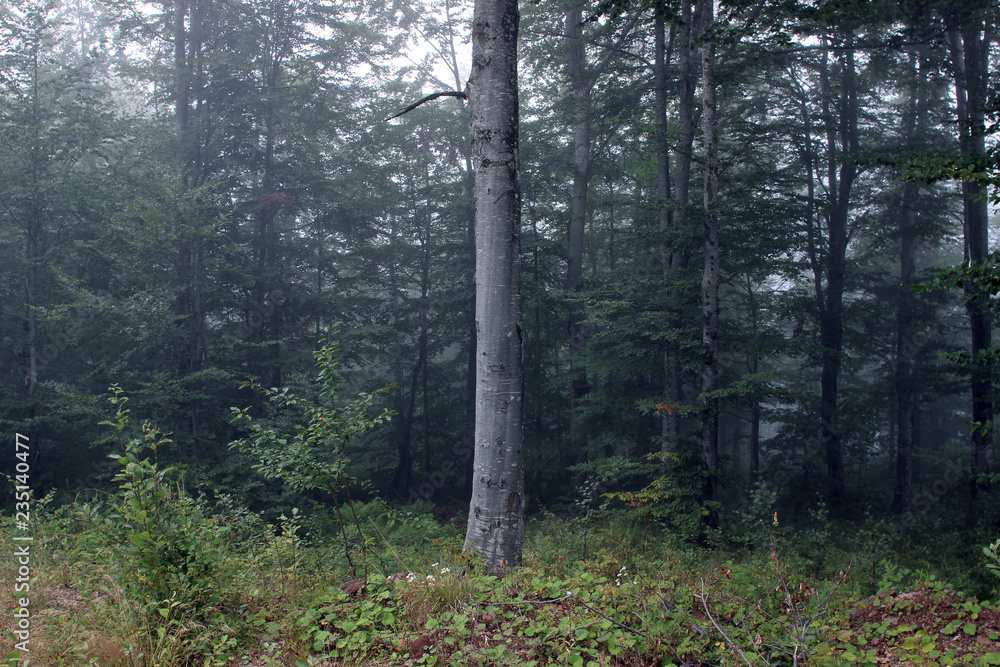 custom made wallpaper toronto digitalForest fog green trees