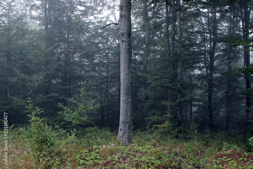 Wallpaper Mural Forest fog green trees Torontodigital.ca
