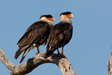 Crested Caracara pair taken in SW Florida in the wild