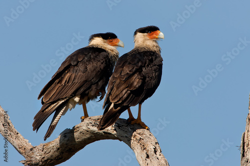 Crested Caracara pair taken in SW Florida in the wild