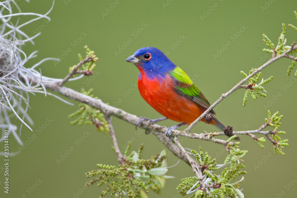 Painted Bunting