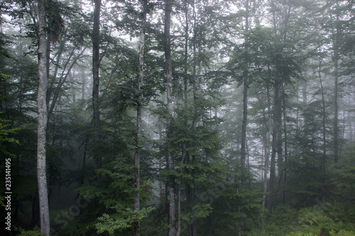 Forest fog green trees