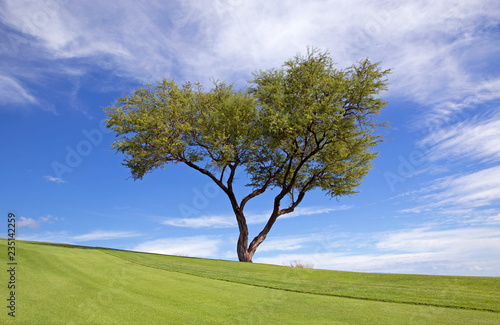 The perfect tree on a perfect day