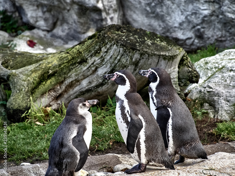 Fototapeta premium Shot of a group of penguins