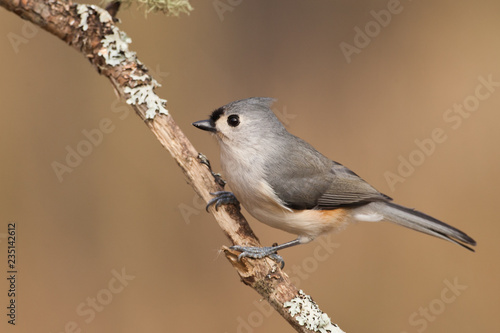 Tufted Titmouse taken in southeastern MN in the wild
