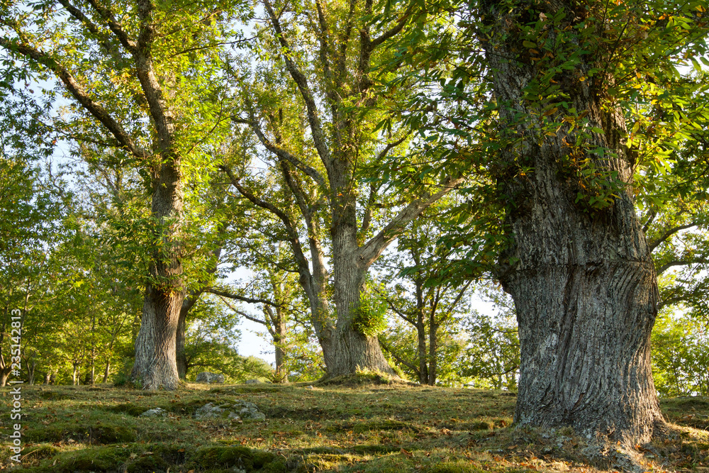 Obraz premium Chestnut woods in the Monte Amiata Tuscany Italy, with a big tree in the the foreground, during the chestnuts harvest in autumn with bright colors