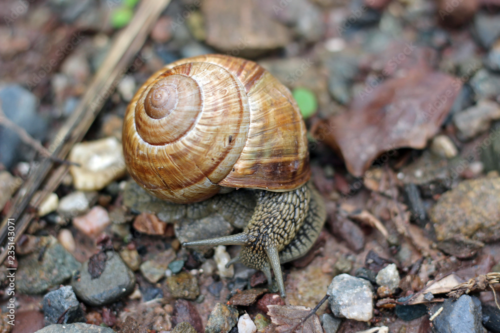 Snail in forest woods close up Snail in forest woods close up
