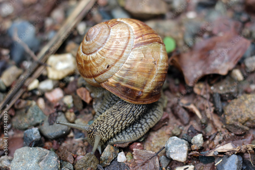 Snail in forest woods close up Snail in forest woods close up