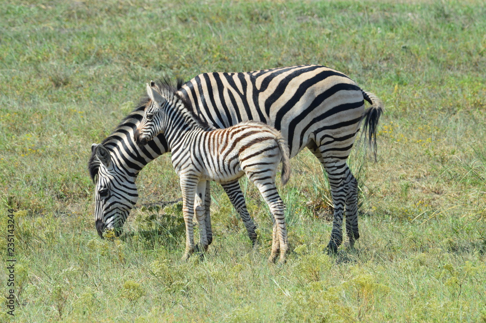 Obraz premium Mother Zebra with Baby Zebra in African Savannah