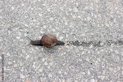 Snail crossing the road with slime trace