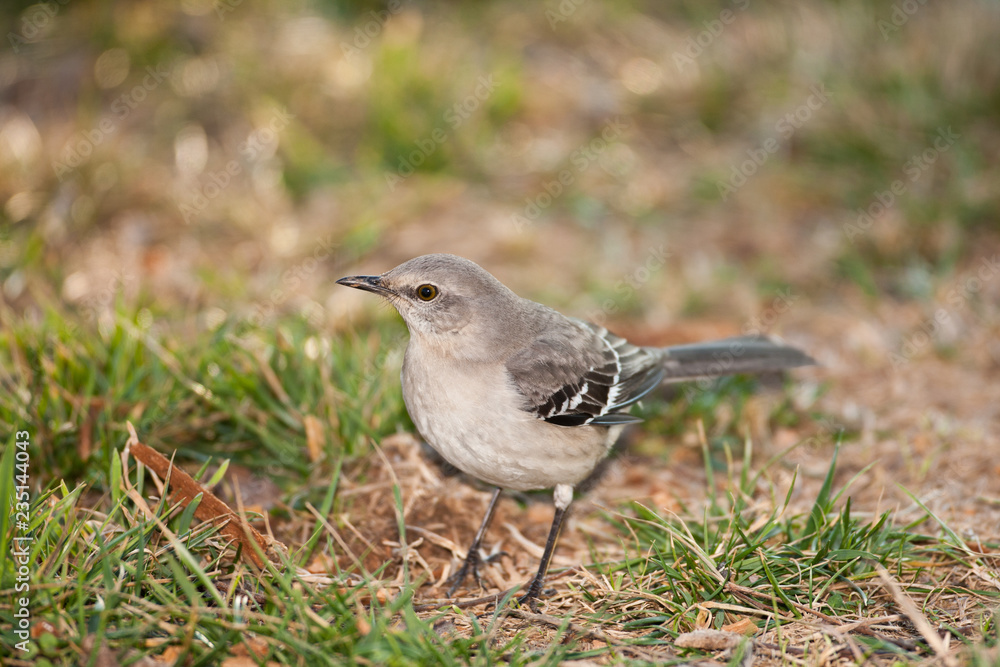 Northern Mockingbird Northern Mockingbird