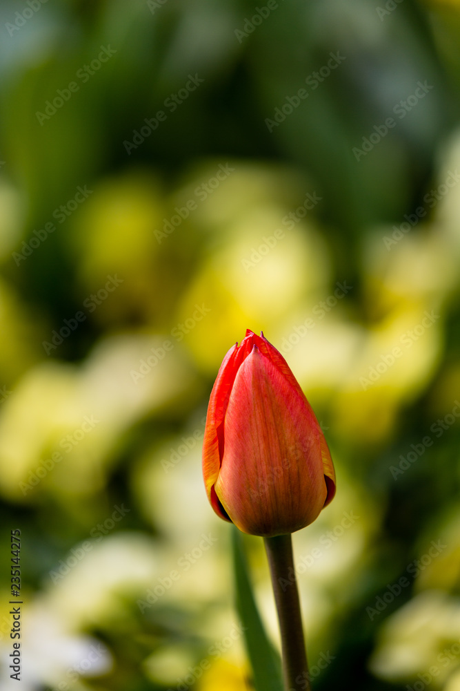 Fototapeta premium Red tulip petal