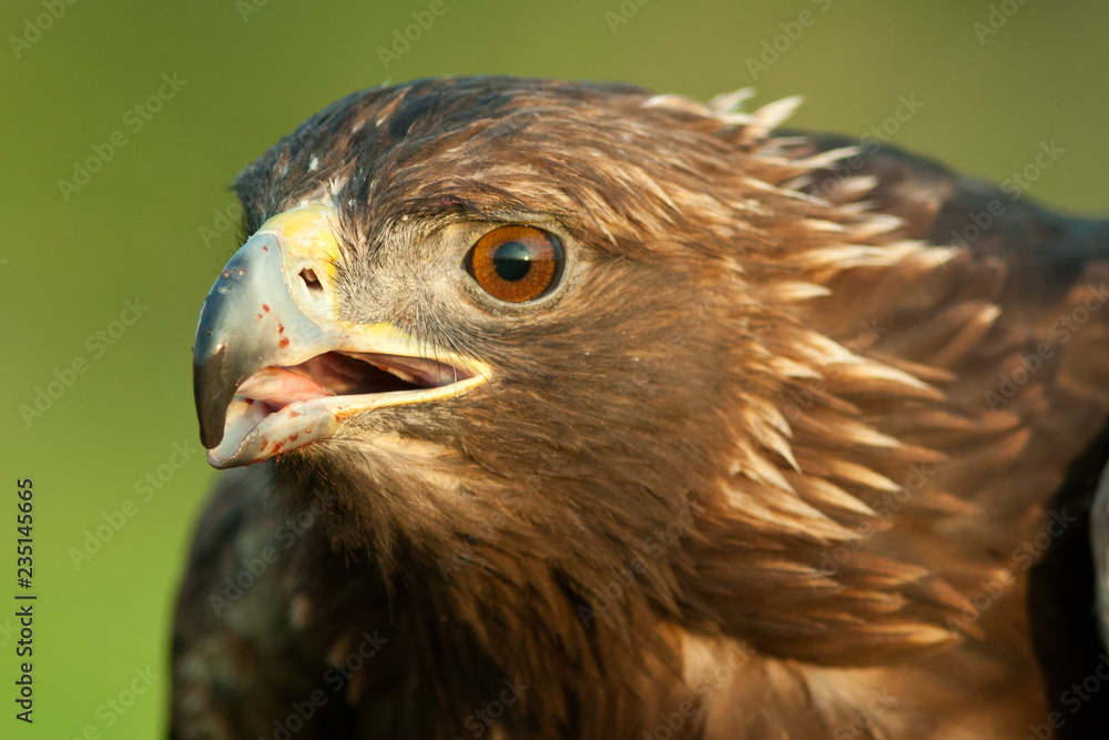 Golden Eagle head taken in southern MN under controlled conditions Golden Eagle head taken in southern MN under controlled conditions