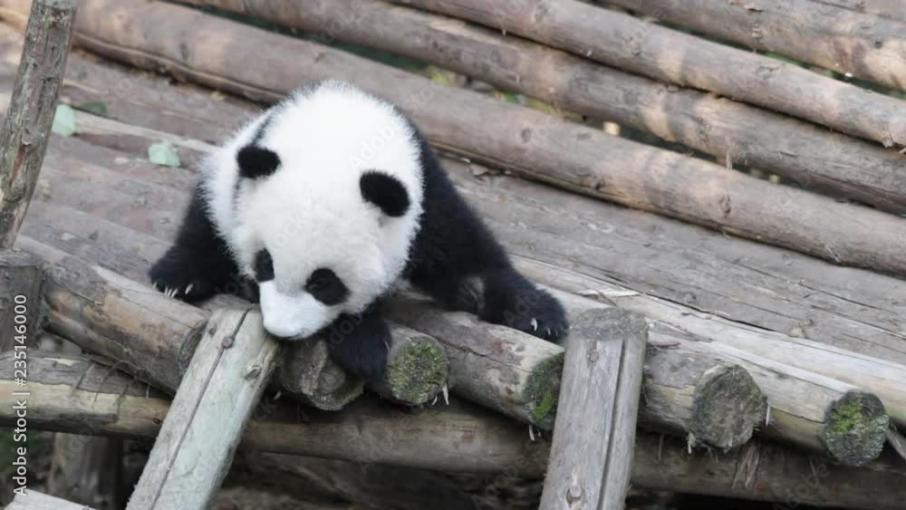 Little Panda Cub is Learning to Climb down the Ladder, Chengdu, China Little Panda Cub is Learning to Climb down the Ladder, Chengdu, China